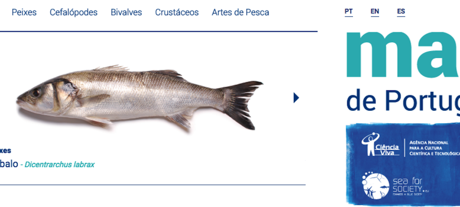 Conhecer melhor o peixe de Portugal 2 Conhecer melhor o peixe de Portugal 2